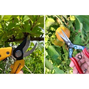 【3点セット(剪定鋏8・芽切鋏・ヤニクリーナー)】◇近正のハサミ【1492567】