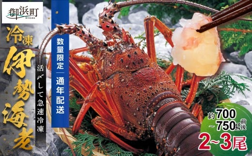 ［日付指定できる！］文恵丸水産の熊野灘産活〆急速冷凍伊勢海老　梅 2～3尾 約700～750g【要日時指定配達 急速冷凍 魚介 伊勢海老 伊勢えび 海老 えび 三重県 御浜町 冷凍】