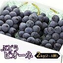 【ふるさと納税】 ぶどう ( ピオーネ ) 2kg 2～3房 果物 フルーツ 産地直送 送料無料 お取り寄せグルメ 山形県 上山市 0060-2510