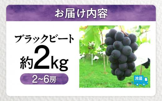 ブラックビート　約2kg【2024-7月下旬～2024-8月下旬配送】