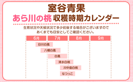 【予約受付】あら川の桃 約1.1kg 室谷青果 《2025年6月下旬-8月中旬頃出荷》 和歌山県 紀の川市