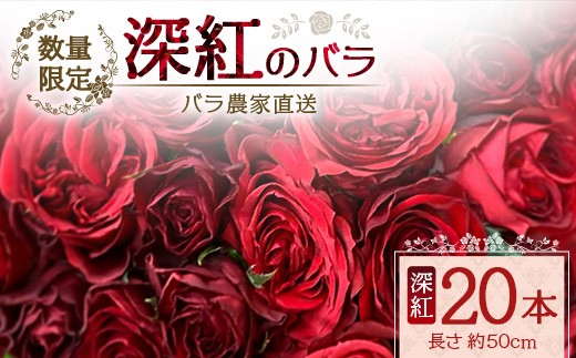 
            【数量限定・ギフト】ばら農家直送！深紅のばら20本お届け│花 フラワー 花束 ばら 薔薇 バラ 誕生日 記念日 結婚祝い プロポーズ ギフト プレゼント お祝い 贈り物 贈答 鹿児島県 南大隅町 富田バラ園 TB-17
          