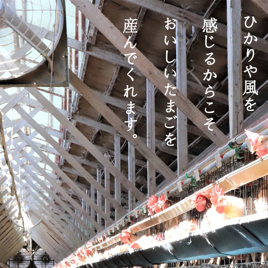 ＜ハイチック＞昔ながらの卵かけご飯Aセット（ももたま×20個、武川米農林48号450g×3袋） 定期便6回