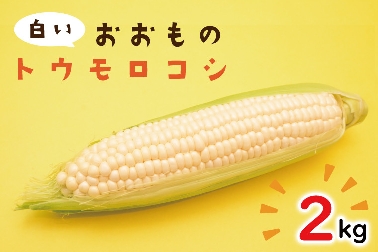
            【6月下旬より発送】白いおおもの(トウモロコシ)2kg【とうもろこし コーン 野菜 やさい 夏野菜 糖度 真っ白 純白 期間限定 水戸市 茨城県】（AY-5）
          