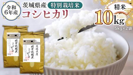令和6年産 茨城県産 精米 特別栽培米 コシヒカリ 10kg （5kg×2袋） 白米 こしひかり 米 コメ こめ 単一米 限定 茨城県産 国産 美味しい お米 おこめ おコメ