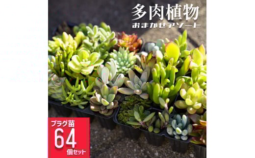 多肉植物 おまかせアソート 64苗セット |  観葉植物 植物 グリーン 多肉 鉢植え ギフト 贈答 贈り物 直送 農家直送 茨城県 古河市 送料無料 _FC06