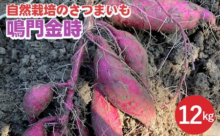 さつまいも 12kg 鳴門金時 かたもとオーガニックファーム 野菜 京野菜