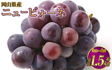 岡山県産 ニューピオーネ 約1.5kg（3房～6房） 【2026年6月下旬～7月下旬発送予定】 ピオーネ ぶどう 葡萄 ブドウ 種なし