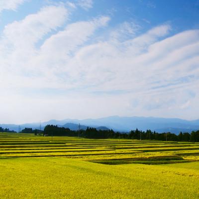 ふるさと納税 十日町市 【毎月定期便】農家直送!魚沼産コシヒカリ特別栽培 精米(10kg×2袋)全12回 |  | 03