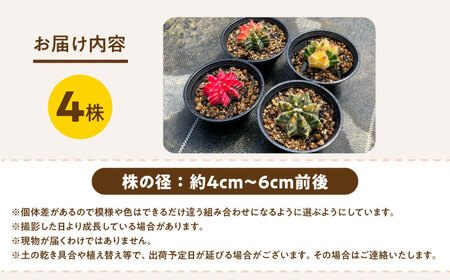 ギムノカリキウム ミハノビッチ 4株 Gymnocalycium mihanovichii 長与町/アグリューム[EAI278]