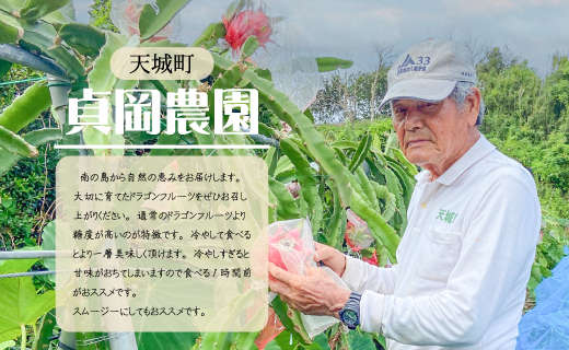 貞岡農園 プレミアム ドラゴンフルーツ 赤玉 2.5～3kg ( 4玉～6玉 ) 天城町産 徳之島宝赤 トロピカルフルーツ フルーツ 果物 果実 ピタヤ