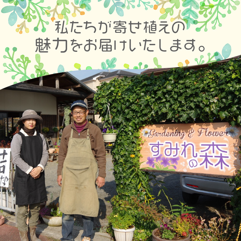 季節の花の寄せ植え 30cm鉢【005D-007】