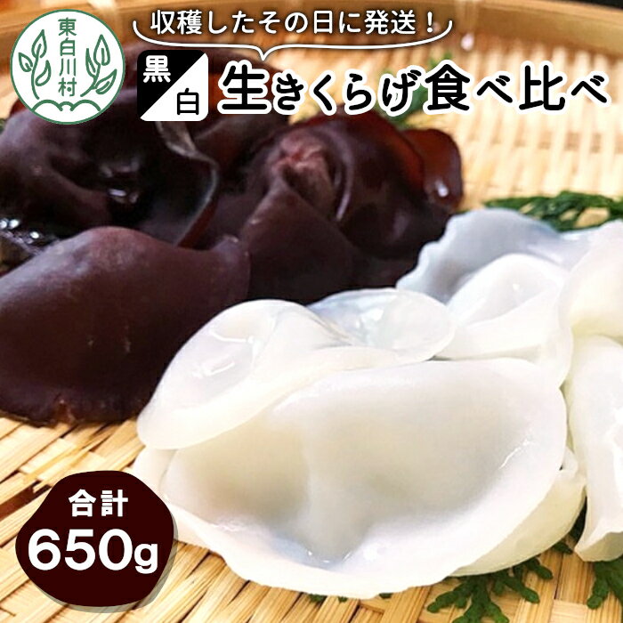【ふるさと納税】収穫したその日に発送！黒・白 生きくらげ食べ比べセット 合計650g キクラゲ きのこ 純国産 きくらげ 生きくらげ 白きくらげ 木耳 岐阜県産 ビタミンD 食物繊維 つちのこの村 10000円