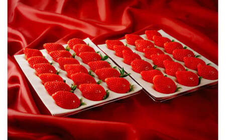 【先行予約】いちご やよいひめ400g×2 3箱 計2,400g｜いちご 群馬県 前橋市