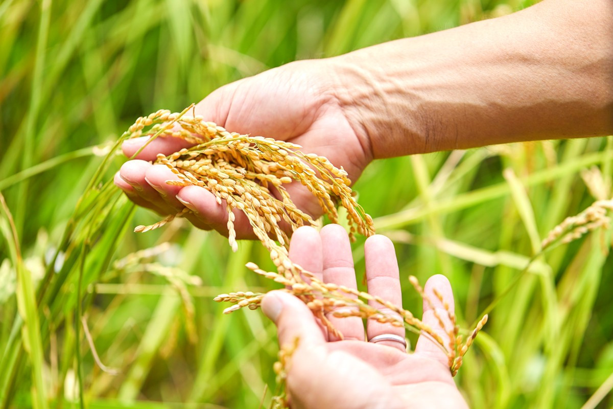 美味しいお米ができるように日々考え、試行錯誤しています