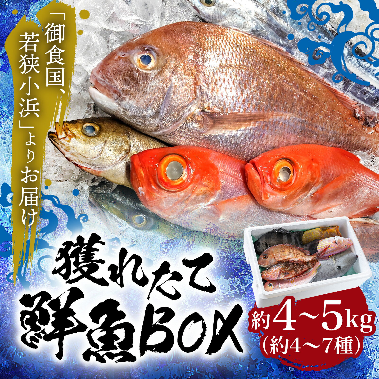 【ふるさと納税】御食の国 若狭小浜より！獲れたて鮮魚BOX ｜生食 刺身 鮮魚 若狭 産地直送 国産 人気 送料無料 福井県小浜市 [C-001006] 【配送不可地域：北海道・沖縄・離島】 [BFAA060]