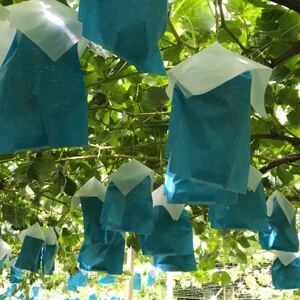 旬選!大房シャインマスカット　2房(約1.2kg)【1119038】