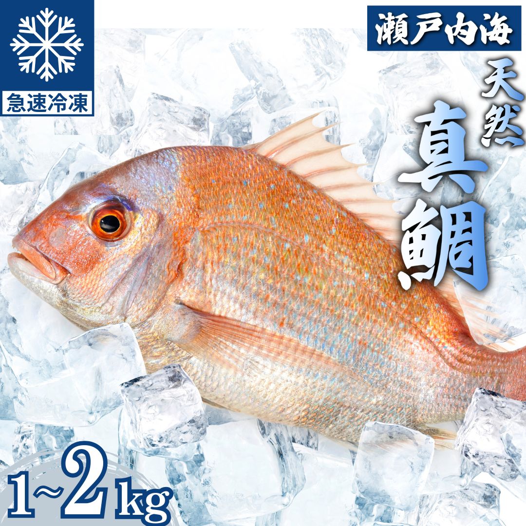 【ふるさと納税】瀬戸内「天然」真鯛 まるごと姿 1kg〜2kg ウロコ・内蔵下処理済み（急速冷凍）| 鯛 マダイ タイ 鯛めし 鯛茶漬け ブロック 海鮮 魚介 即日加工 鮮度抜群 個包装 おせちにもおすすめ