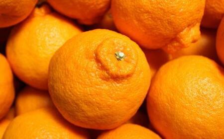 【濃厚】有田の不知火約4kg（13～24玉）★2024年2月上旬頃より順次発送