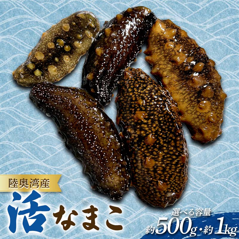【ふるさと納税】《選べる容量》 陸奥湾産 活なまこ 約500g・1kg 【飛佳丸】 ナマコ 海鮮 海の幸 新鮮 とれたて なまこ酢 珍味 天然 郷土料理 刺身 刺し身 漁師直送 青森県 平内町 東北 むつ湾 おすすめ F21J-316var