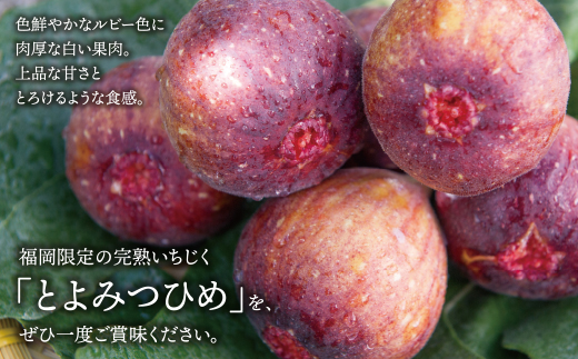 いちじく とよみつひめ 4パック（約1.2kg）福岡県限定 フルーツ 果物 くだもの【2024年7月中旬～2024年9月発送予定】