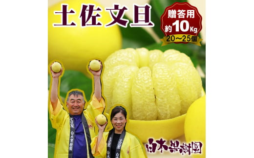 【果樹園直送】土佐文旦特選品贈答用　約10kg　L～2L　（20～25個）　果物　柑橘　フルーツ　ぶんたん　ブンタン　分担　高知県土佐市　お取り寄せ 産地直送　おいしい 美味しい　返礼品　白木果樹園