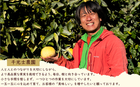 千光士農園 土佐文旦 10kg 家庭用 文旦