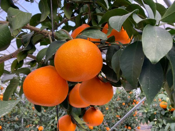 愛果28号と温州みかんのセット 小玉マルチ 年内配送 人気 数量限定 みかん 愛媛 柑橘 伊予市 【2025年12月上旬から順次発送予定】|B163