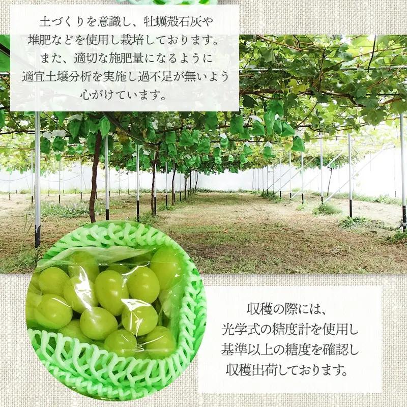 【令和8年産先行予約】シャインマスカット 2房（約1.2～1.4kg）　山形県鶴岡市　クドウファーム　| ブドウ 葡萄 ぶどう しゃいんますかっと マスカット 果物 くだもの フルーツ 旬 期間限定 