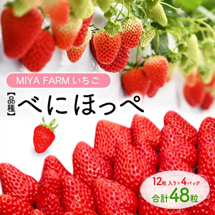 【先行予約】MIYA FARM いちご（品種：べにほっぺ）12粒入り×4パック 合計 48粒 ※北海道・沖縄・離島への配送不可 ※2027年1月中旬～5月下旬頃に順次発送予定