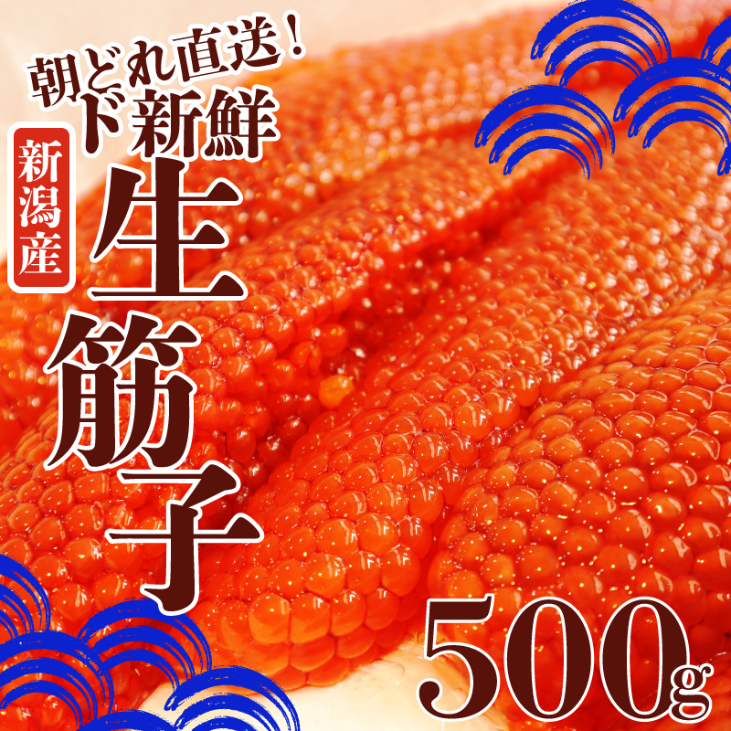 令和6年産 生筋子 500g いくら 鮭 生いくら 海鮮 鮮魚 朝どれ 朝採れ とれたて 国産 新潟県産 お正月 おせち 年末 年始 贈答 予約 はらこ 筋子　J51