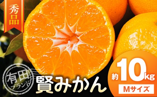
                  【秀品】有田ブランド 賢みかん 約10kg（Mサイズ）_ZD6163
                