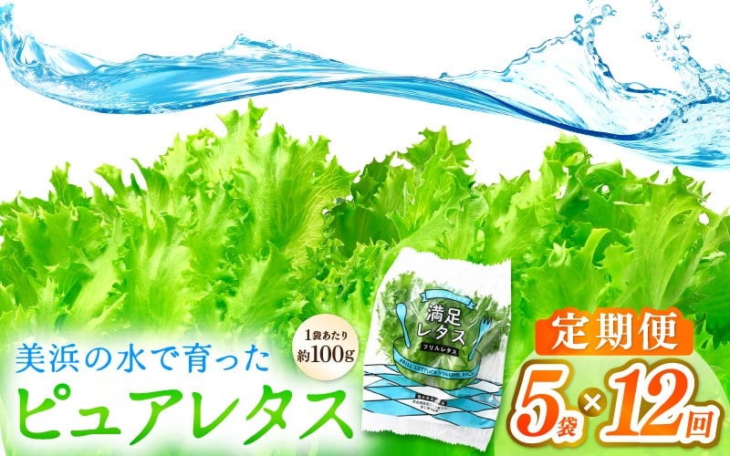 
                  定期便 ≪12ヶ月連続お届け≫ 美浜の水で育ったピュアレタス　フリルレタス 5袋【栽培期間中 農薬不使用 野菜 生野菜 レタス グリーンリーフ サラダ サンドイッチ お弁当 水耕栽培 洗わず食べられる 時短 付け合わせ ダイエット ヘルシー】[m40-d002]
                