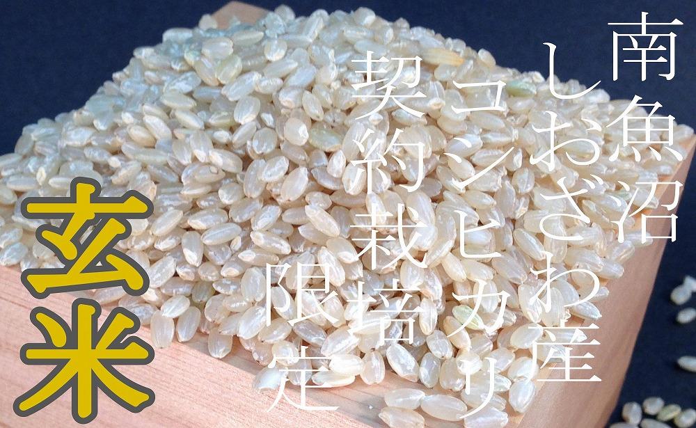 【令和7年産】【定期便6Kg×12ヶ月】●玄米● 生産者限定 南魚沼しおざわ産コシヒカリ
