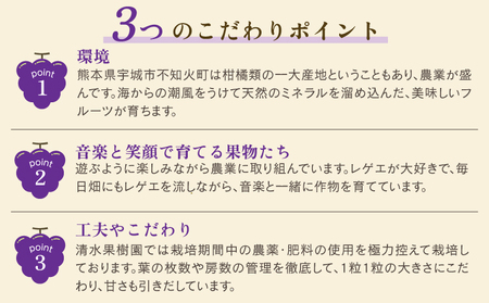 先行予約 富士の輝 1房 約500g 【2026年8月上旬から8月下旬発送予定】