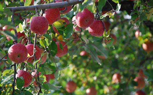 FYN9-967 【農業者支援】ご家庭用 2025年 山形県産 品種おまかせ りんご 赤色系 約10kg 2025年10月上旬から順次発送 果物 くだもの フルーツ 林檎 リンゴ アップル 秋果実 生