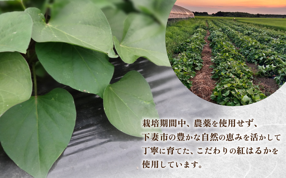 干し芋 箱入り 約1500g 紅はるか 平干し【 さつまいも さつま芋 サツマイモ 干し芋 スイーツ 甘味  】 1500g 箱入り | 33,000円