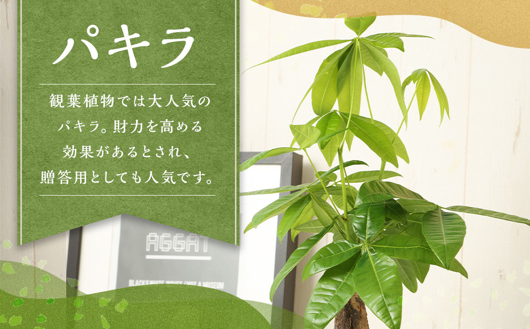 
            パキラ 観葉植物 植物 プラント 園芸 ガーデニング インテリア お家時間 癒し インドアグリーン 贈答 熊本 益城町
          