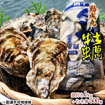 【ふるさと納税】【2026年1月より順次出荷予定勤成丸の牡蠣 殻付き牡蠣1.0kgとむき身500gのセット 魚介類 魚貝類 生牡蠣 海の幸 海鮮 1年牡蠣 つまみ お酒のあて 一品料理 オイスター 　お届け：2026年1月中旬～2026年4月初旬