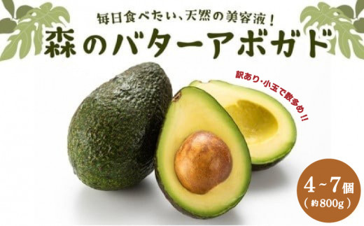 
【 訳あり 】 アボカド 約800g（4～7個） 野菜 アボカド 新鮮 アボカド 国産 アボカド 愛媛県 松山市産 アボカド 果物 サラダ サーモン ユッケ
