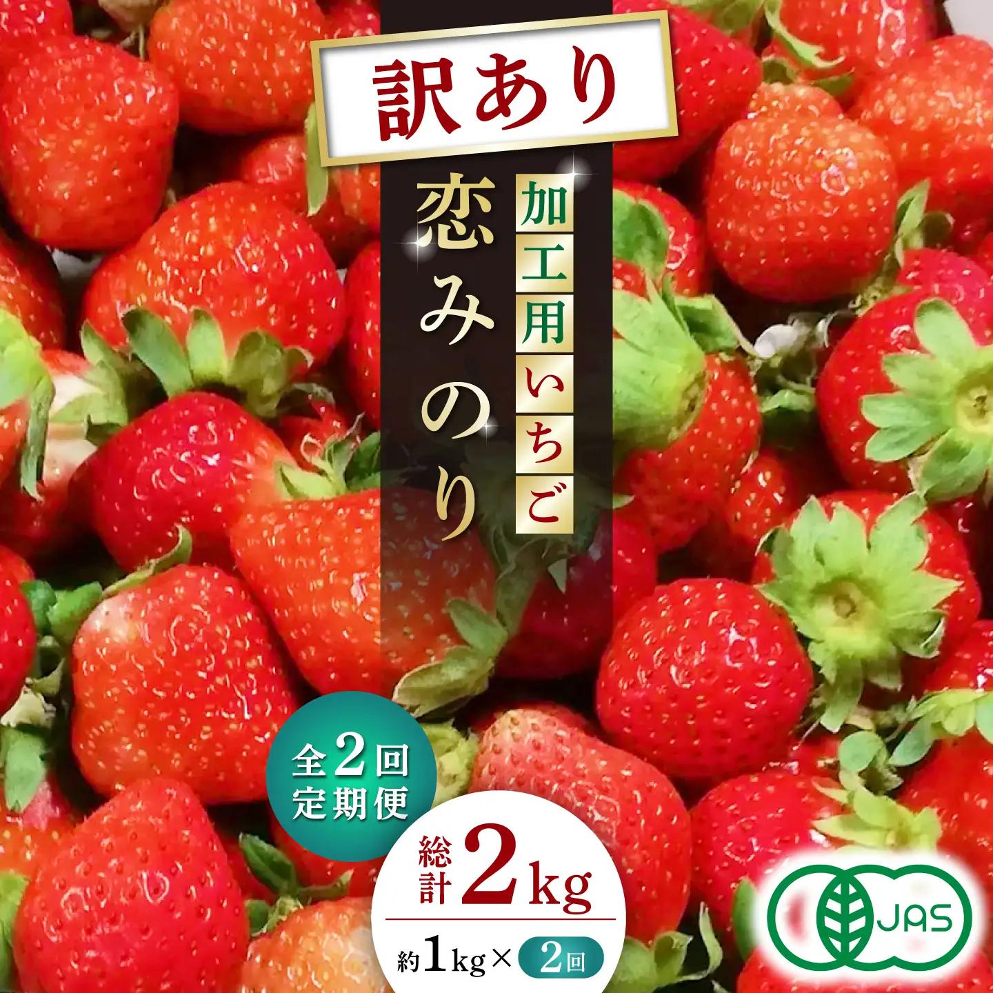 訳あり加工用いちご先行予約2回定期 恋みのり約1kg 苺いちごイチゴ有機栽培ZBB013