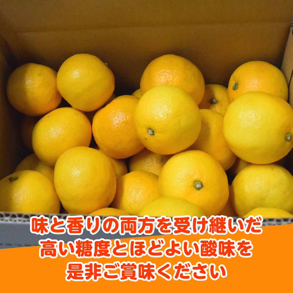 【2月配送】いずのはる　赤秀（最高級）　5kg　JAふじ伊豆　静岡県産 1382 ／ JAふじ伊豆 いずのはる 赤秀 贈り物 静岡県 東伊豆町