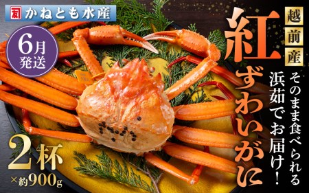 ≪浜茹で≫越前産 紅ずわいがに 約900g × 2杯 食べ方しおり付【6月発送分】【紅ズワイガニ カニ かに 蟹 姿 ボイル 冷蔵 福井県】希望日指定不可 [e14-x001_06]