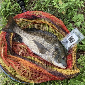 a11-176　魚魚角（トトキューブ）フジツボホワイト15個入り3袋 釣り ワーム