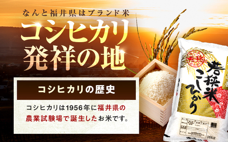 【4回定期便/3ヶ月に1回】 福井県産 コシヒカリ 精米 (白米) 10kg 一等級　福井県米 /甘みと粘りが際立つ 王道米 こしひかり 小浜市 / 若狭ふれあい市場[BFEL032]