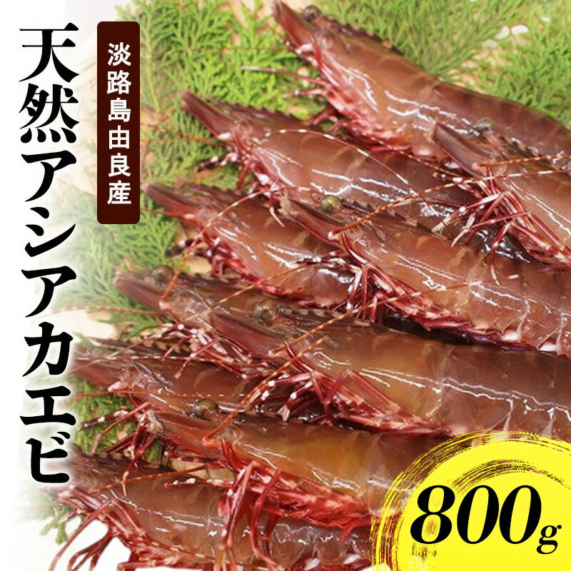 【ふるさと納税】天然 アシアカエビ 氷〆 800g セット 詰め合わせ 淡路島 由良産 足赤エビ 生えび 天然エビ 海老 えび エビ 魚介 魚介類 海鮮 海鮮セット 冷蔵 洲本市　お届け：2026年10月～2027年5月まで