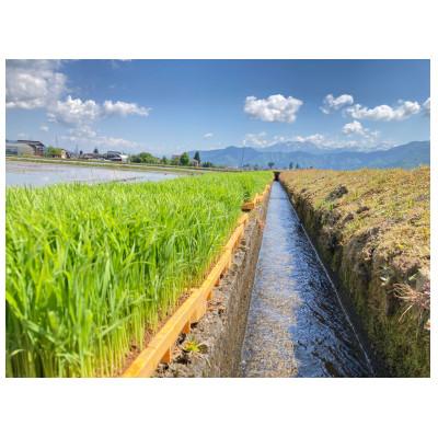 ふるさと納税 南魚沼市 南魚沼産塩沢コシヒカリ 10kg |  | 02