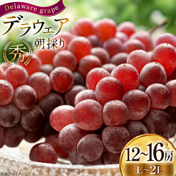 【ふるさと納税】 【期間限定発送】 ぶどう 朝採り デラウェア 秀 L～2L 12～16房 約 2kg [Hinataぶどう園 山形県 高畠町 tk06ayt190007] 種無し ブドウ 葡萄 くだもの 果物 フルーツ 産地直送 農家直送