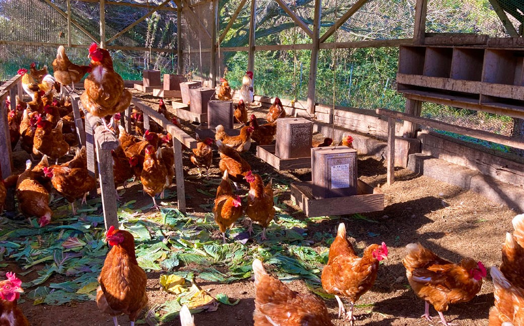 無添加 焼きプリン 12個セット スイーツ デザート