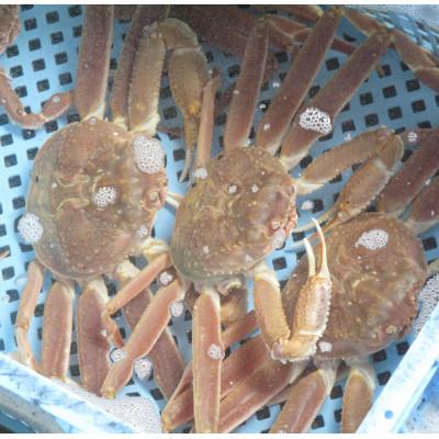ふるさと納税 森町 【訳あり】北海道噴火湾産 活オオズワイガニ(中小サイズ)1.5kg詰め込みセット |  | 01